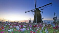 50万本のコスモスが咲く「佐倉コスモスフェスタ」