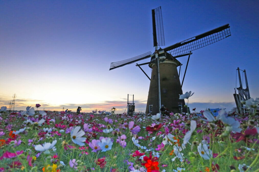 50万本のコスモスが咲く「佐倉コスモスフェスタ」