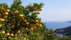 伊東市みかん狩り