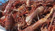 伊豆・河津町で伊勢海老モニタープログラム