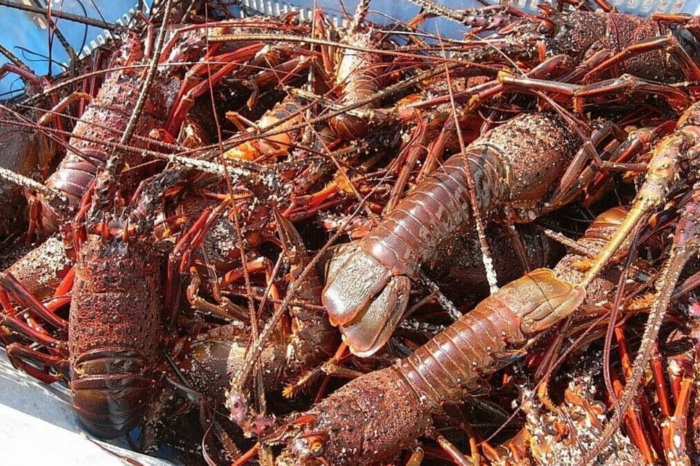伊豆・河津町で伊勢海老モニタープログラム