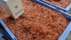 駿河湾の由比漁港で桜えび秋漁開始