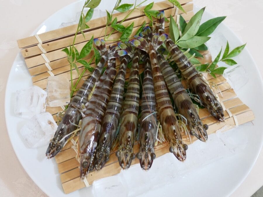 天草産の車えび