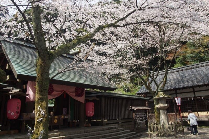 敦賀市、金崎宮の花換まつり