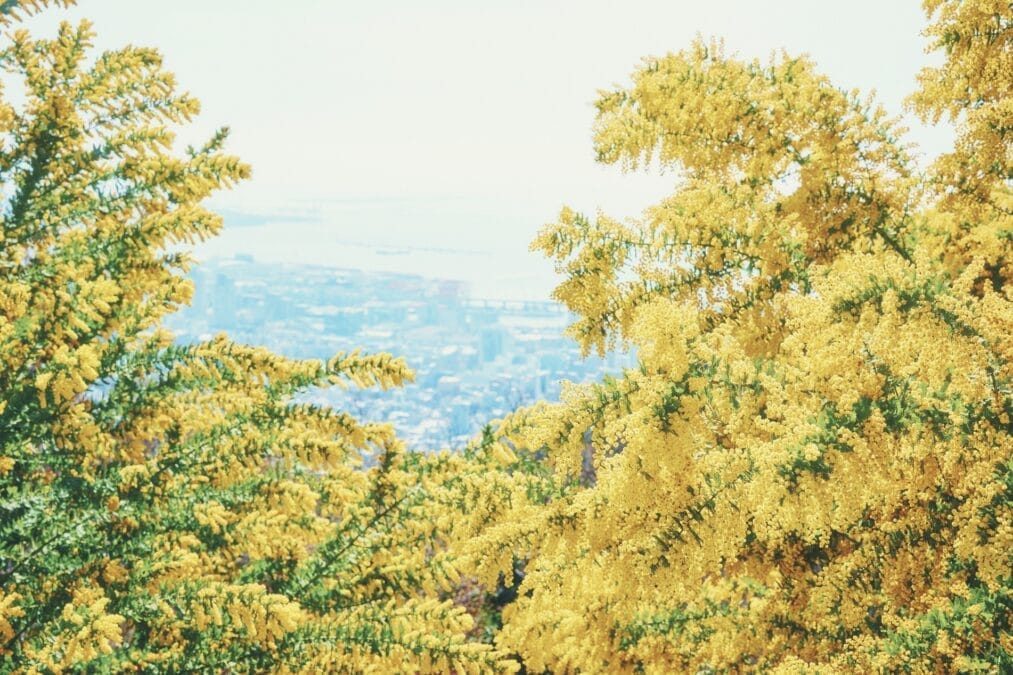 神戸布引ハーブ園