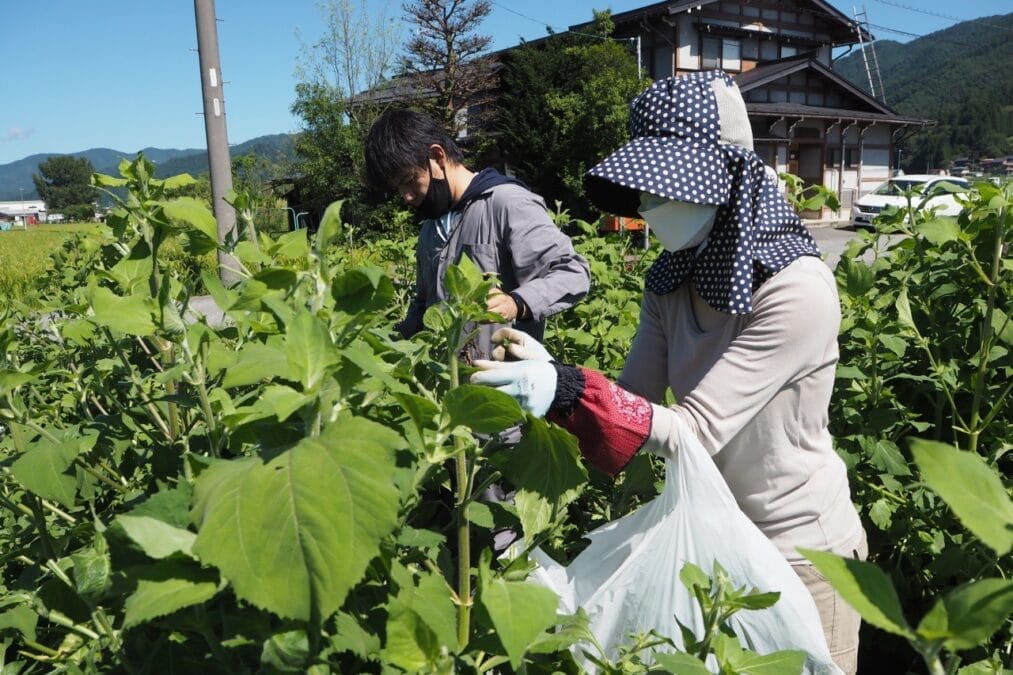 飛騨市、薬草摘み体験