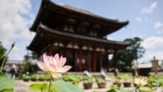 奈良市、善光寺の蓮