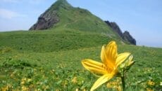 佐渡島カンゾウの花と大野亀