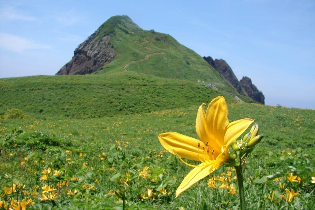 佐渡島カンゾウの花と大野亀