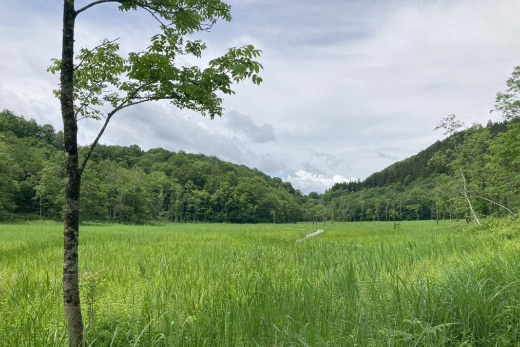 池ケ原湿原