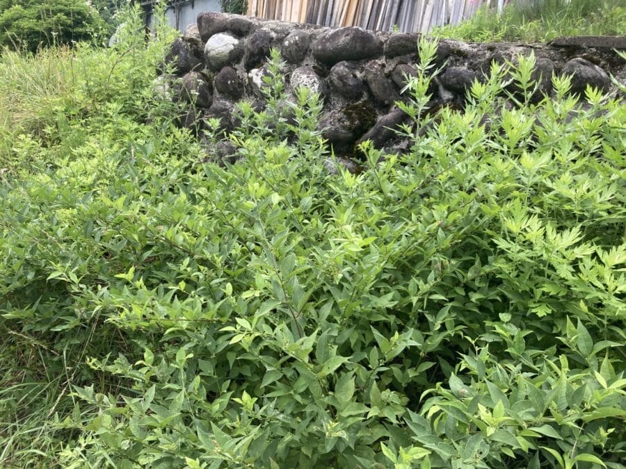 自生する野草（飛騨市河合町）