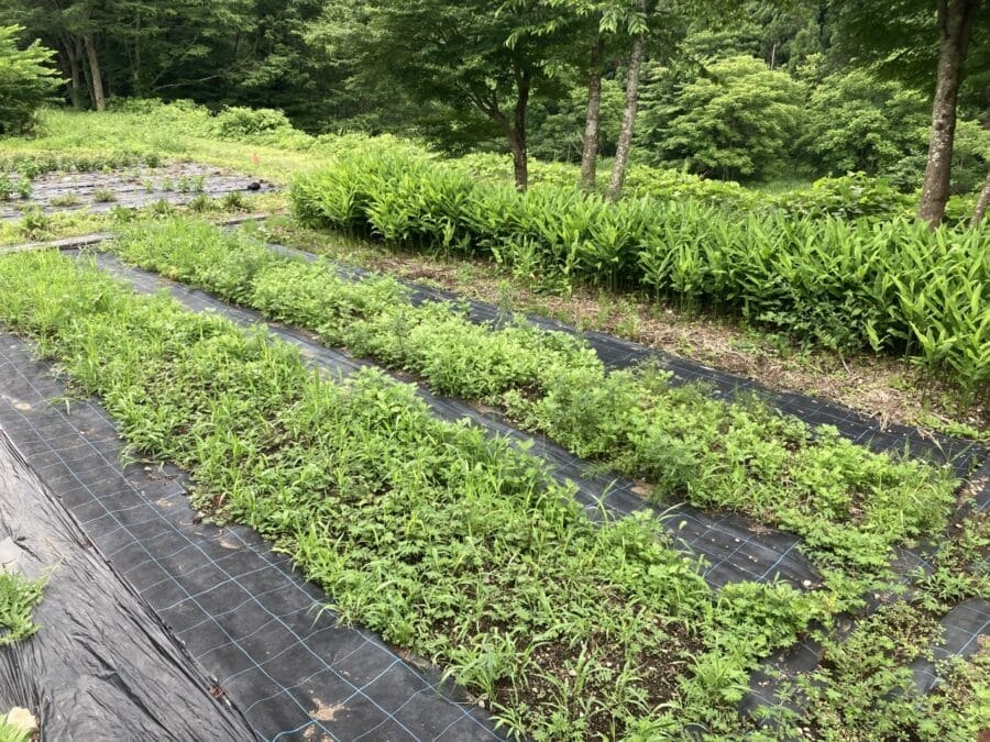 栽培される野草（飛騨市河合町）
