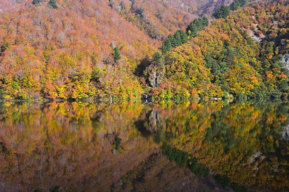 クーポンを利用して奥只見の紅葉を見学に