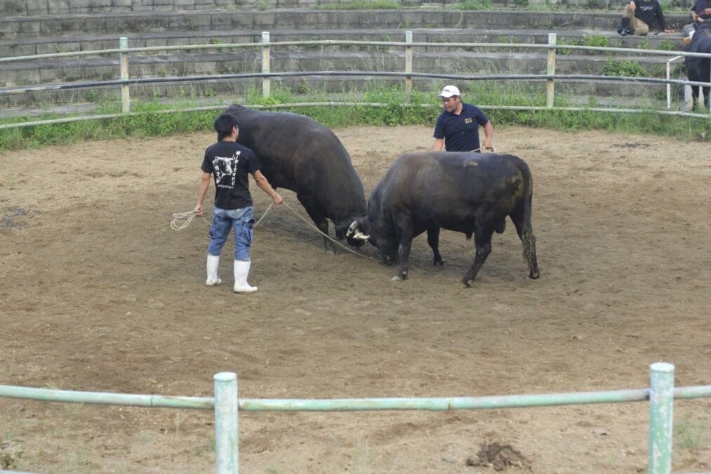 2頭の闘牛