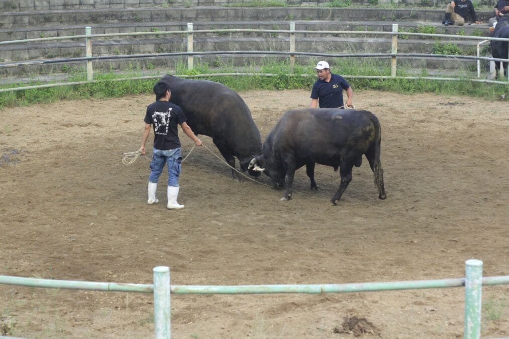 2頭の闘牛