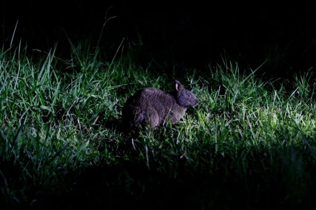 アマミノクロウサギ