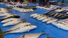 氷見漁港に水揚げされた寒ブリ