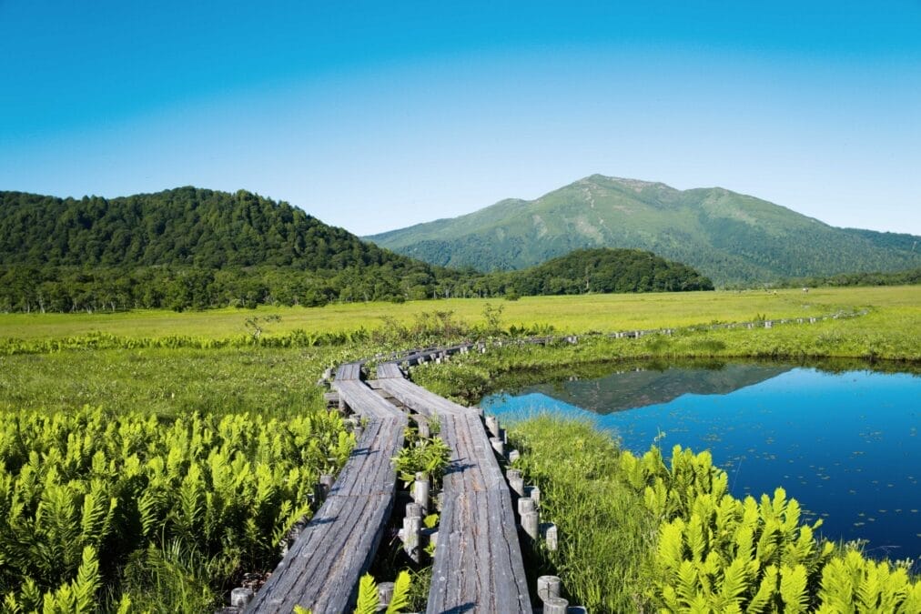 尾瀬国立公園の風景
