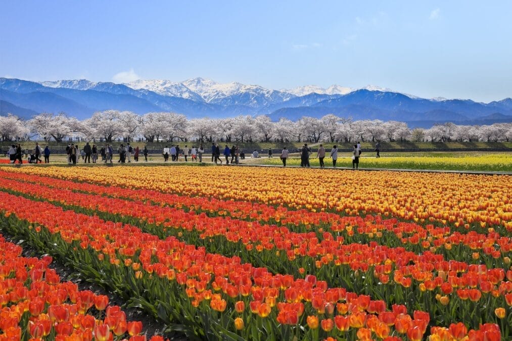 チューリップとさくらが織りなす(春の四重奏)