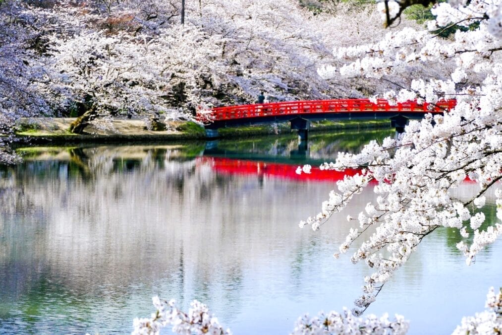 桜と人（弘前公園）