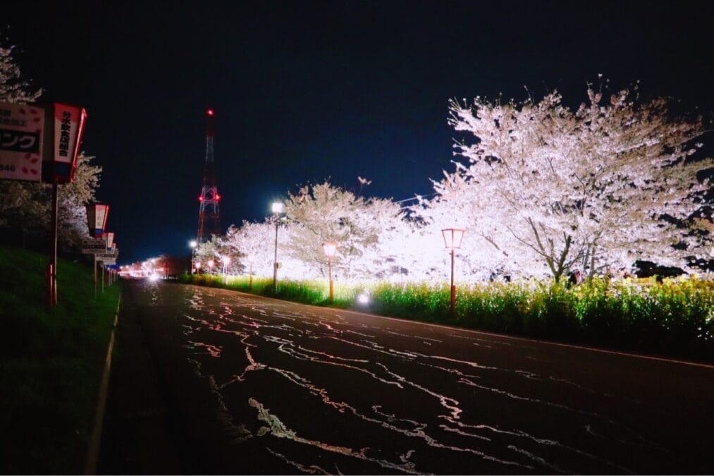 夜のライトアップ（大河津分水桜並木）