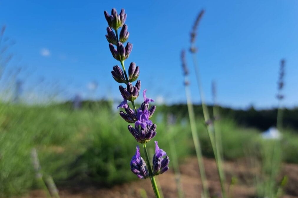 一輪の花(ラベンダー)