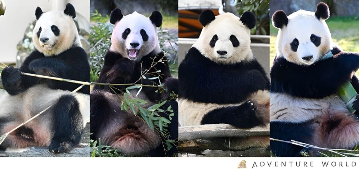 中国へ帰国するアドベンチャーワールドのパンダ