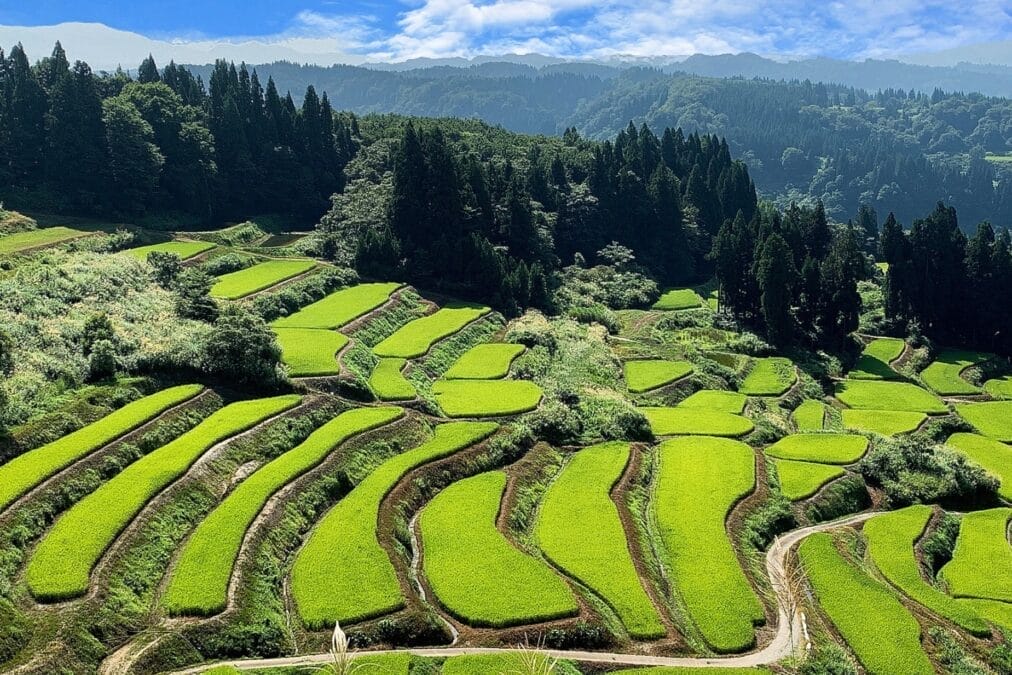 新潟県外之沢の棚田