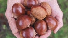 熟成栗（東井栗園）