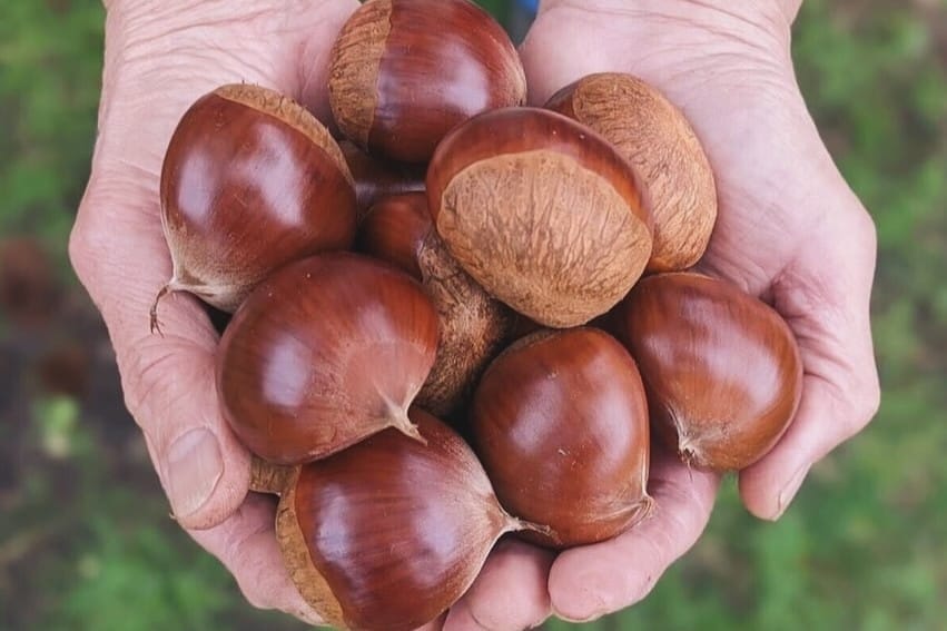 熟成栗（東井栗園）