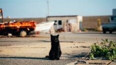 新上五島の猫（旅人フォトグラファー）