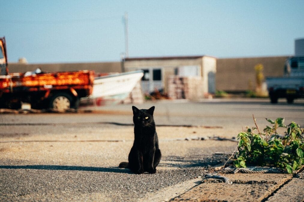 新上五島の猫（旅人フォトグラファー）