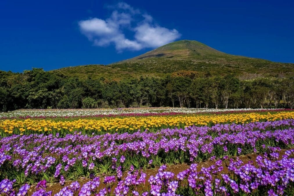 八丈島フリージアまつり