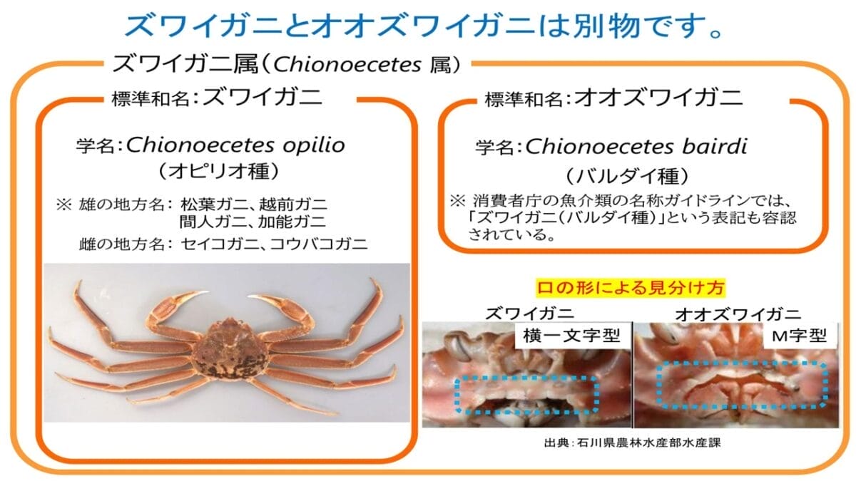 ズワイガニとオオズワイガニの違い