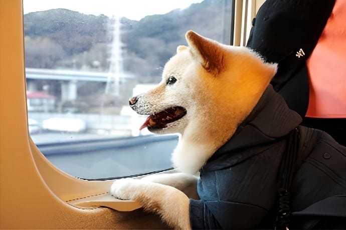 窓を覗き込む柴犬_JR東海「わんわんエクスプレス」